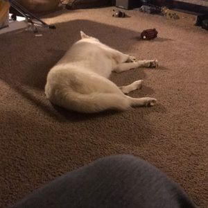 Meet your Posher, Carlie